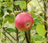Alkmene Apple